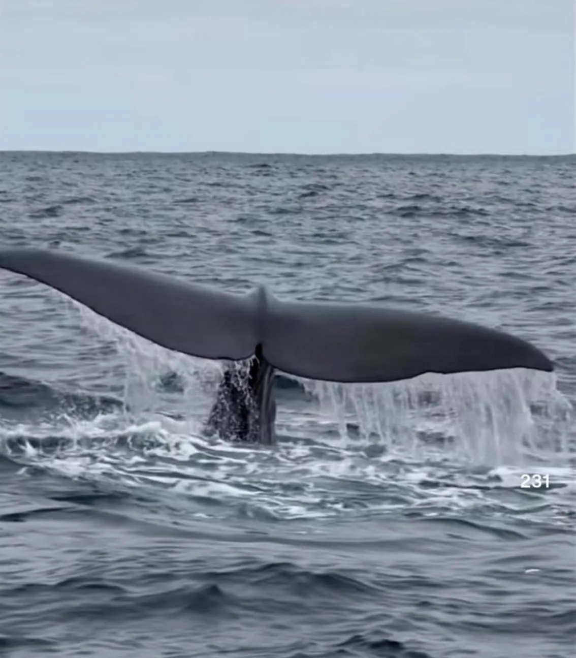 Cola de ballena