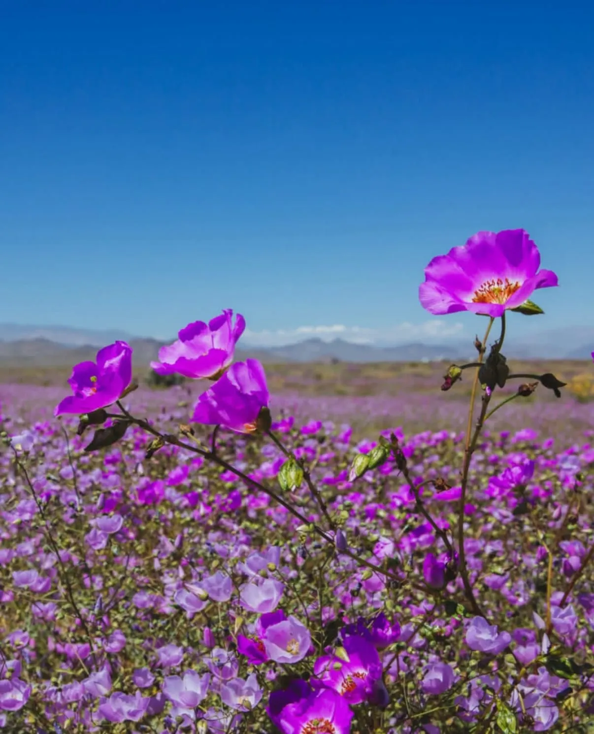 Flores del desierto